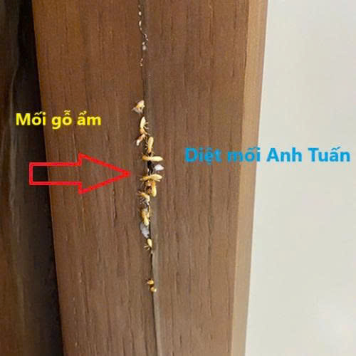 hình ảnh mối hoạt đông